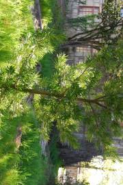 Fotografia da espécie Podocarpus macrophyllus