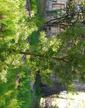 Fotografia 1 da espécie Podocarpus macrophyllus no Jardim Botânico UTAD