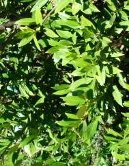 Prunus laurocerasus var. otto