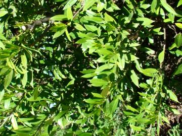 Fotografia da espécie Prunus laurocerasus var. otto