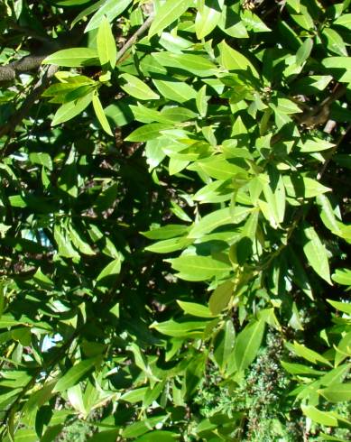 Fotografia de capa Prunus laurocerasus var. otto - do Jardim Botânico