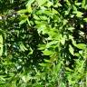 Fotografia 1 da espécie Prunus laurocerasus var. otto do Jardim Botânico UTAD