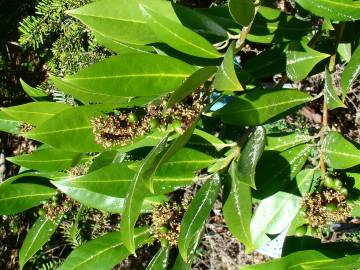 Fotografia da espécie Prunus laurocerasus var. otto