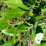 Fotografia 2 da espécie Prunus laurocerasus var. otto do Jardim Botânico UTAD