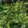 Fotografia 2 da espécie Pyracantha angustifolia do Jardim Botânico UTAD