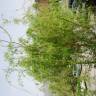 Fotografia 2 da espécie Salix babylonica do Jardim Botânico UTAD
