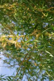 Fotografia da espécie Salix babylonica