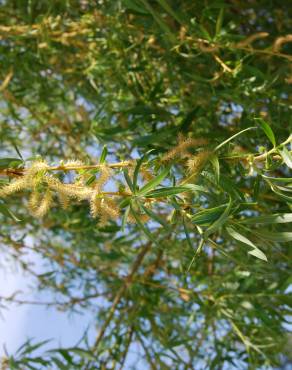 Fotografia 3 da espécie Salix babylonica no Jardim Botânico UTAD