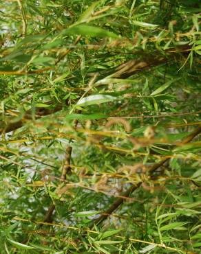 Fotografia 4 da espécie Salix babylonica no Jardim Botânico UTAD