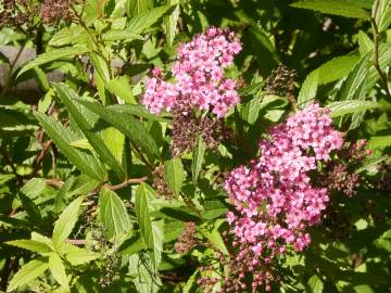 Fotografia da espécie Spiraea japonica