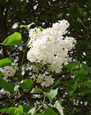 Fotografia 1 da espécie Syringa vulgaris no Jardim Botânico UTAD