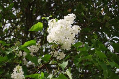 Fotografia da espécie Syringa vulgaris