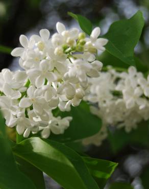 Fotografia 3 da espécie Syringa vulgaris no Jardim Botânico UTAD