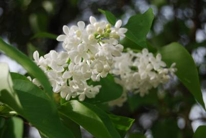 Fotografia da espécie Syringa vulgaris