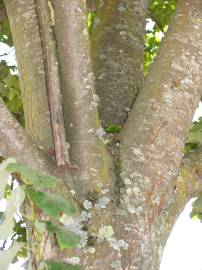 Fotografia da espécie Tilia tomentosa