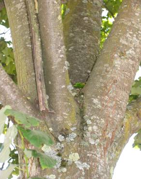 Fotografia 3 da espécie Tilia tomentosa no Jardim Botânico UTAD