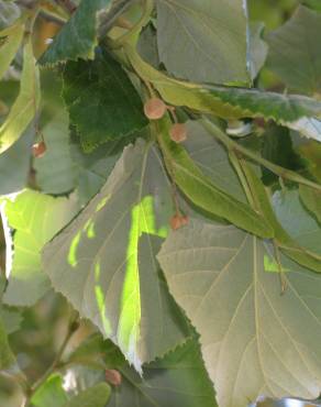 Fotografia 4 da espécie Tilia tomentosa no Jardim Botânico UTAD