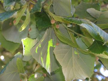 Fotografia da espécie Tilia tomentosa