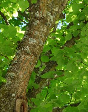 Fotografia 2 da espécie Tilia x europaea no Jardim Botânico UTAD