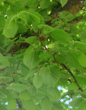 Fotografia 3 da espécie Tilia x europaea no Jardim Botânico UTAD