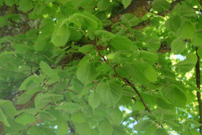 Fotografia da espécie Tilia x europaea