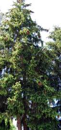 Fotografia da espécie Picea abies var. nidiformis
