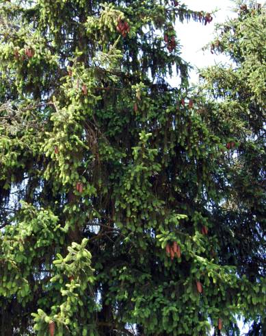 Fotografia de capa Picea abies var. nidiformis - do Jardim Botânico