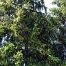 Fotografia 1 da espécie Picea abies var. nidiformis do Jardim Botânico UTAD