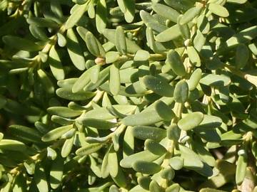 Fotografia da espécie Podocarpus alpinus