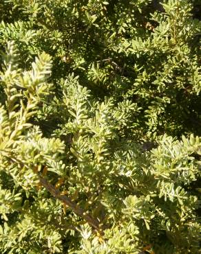 Fotografia 3 da espécie Podocarpus alpinus no Jardim Botânico UTAD