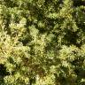 Fotografia 3 da espécie Podocarpus alpinus do Jardim Botânico UTAD
