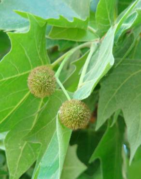 Fotografia 3 da espécie Platanus x acerifolia no Jardim Botânico UTAD