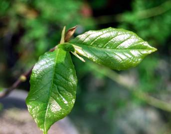 Fotografia da espécie Magnolia liliflora var. nigra