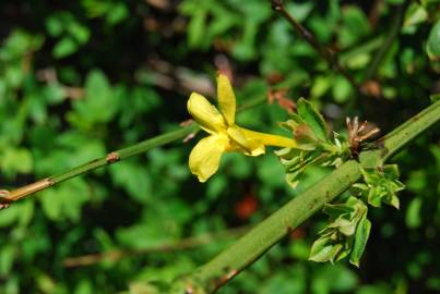 Fotografia da espécie Jasminum nudiflorum