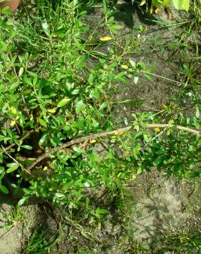 Fotografia 1 da espécie Coprosma kirkii no Jardim Botânico UTAD