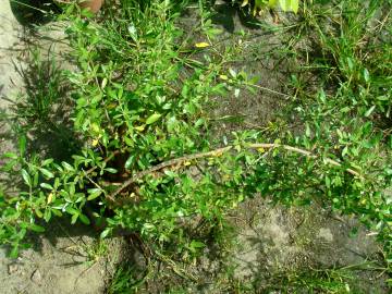 Fotografia da espécie Coprosma kirkii