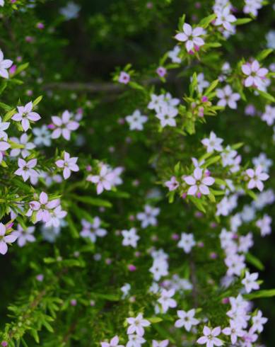 Fotografia de capa Diosma hirsuta - do Jardim Botânico