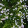 Fotografia 1 da espécie Diosma hirsuta do Jardim Botânico UTAD