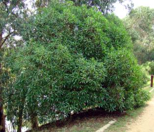 Fotografia da espécie Pittosporum undulatum