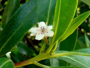 Fotografia da espécie Myoporum laetum