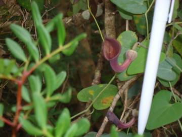 Fotografia da espécie Aristolochia baetica