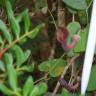 Fotografia 2 da espécie Aristolochia baetica do Jardim Botânico UTAD