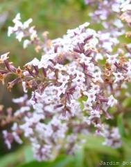 Aloysia citrodora