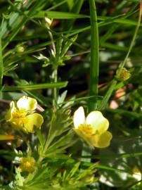 Fotografia da espécie Potentilla erecta