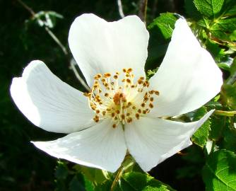 Fotografia da espécie Rosa canina