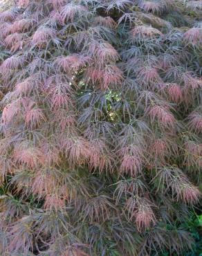 Fotografia 9 da espécie Acer palmatum var. dissectum no Jardim Botânico UTAD