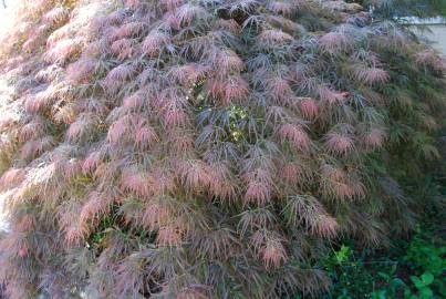 Fotografia da espécie Acer palmatum var. dissectum