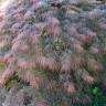 Fotografia 9 da espécie Acer palmatum var. dissectum do Jardim Botânico UTAD