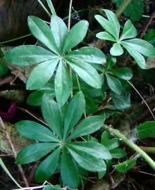 Fotografia da espécie Galium odoratum