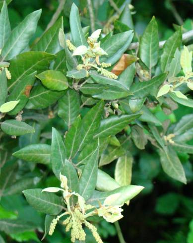 Fotografia de capa Quercus ilex subesp. ilex - do Jardim Botânico